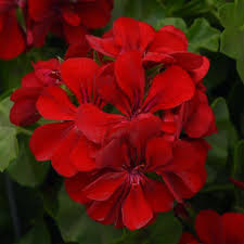Geranium - Ivy Red